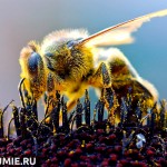 Пчелиное мумие
