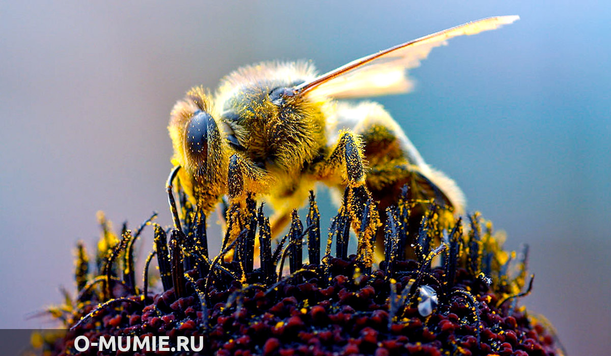 Пчелиное мумиё